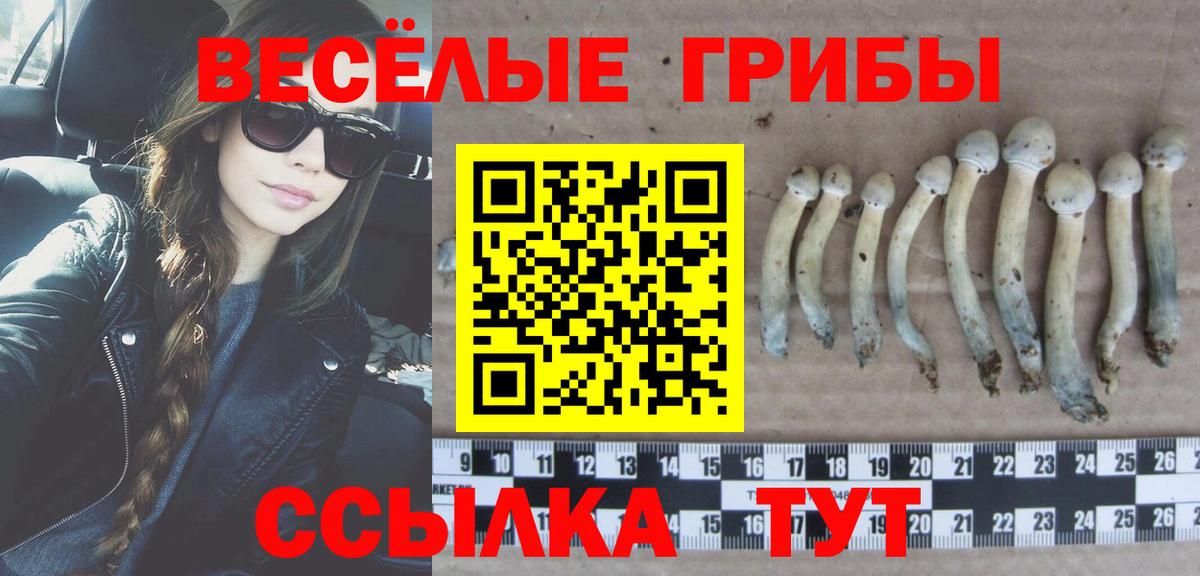 наркотики  Галлюциногенные грибы Psilocybine cubensis  Вход с VPN  Пугачёв 